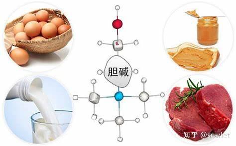 最新研究发现 乙酰胆碱，乙酰胆碱新发现揭示