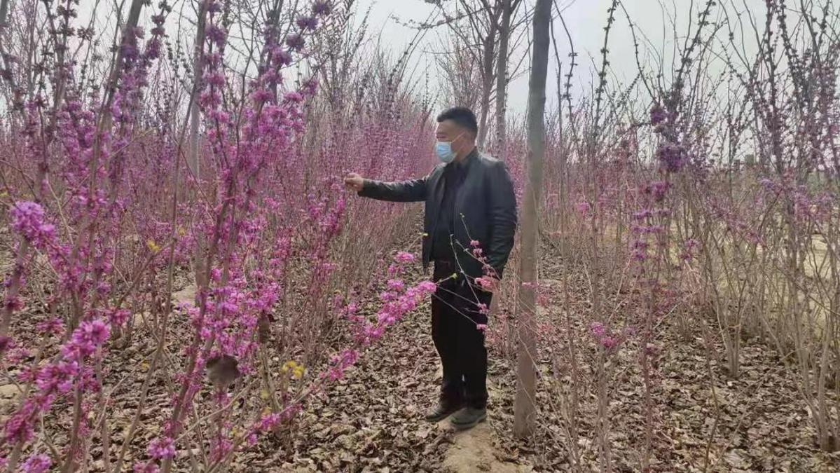 “河南最新苗木采购资讯发布”