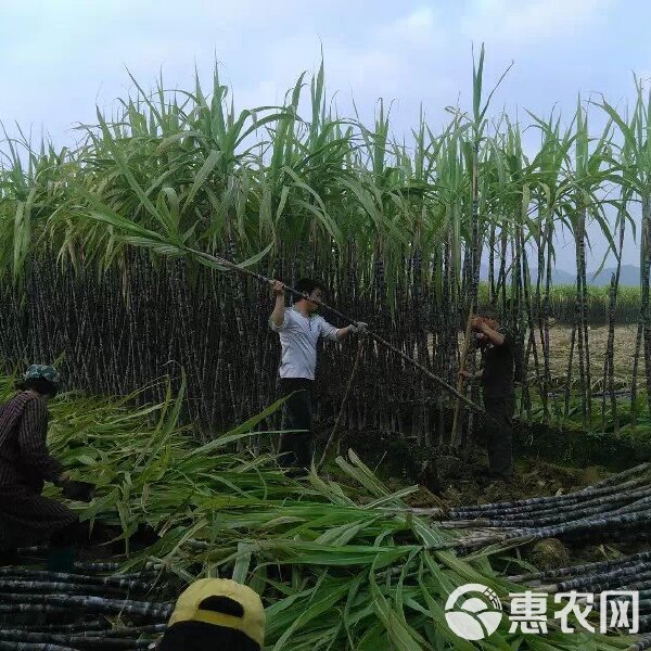 黑皮甘蔗现代化种植法揭秘