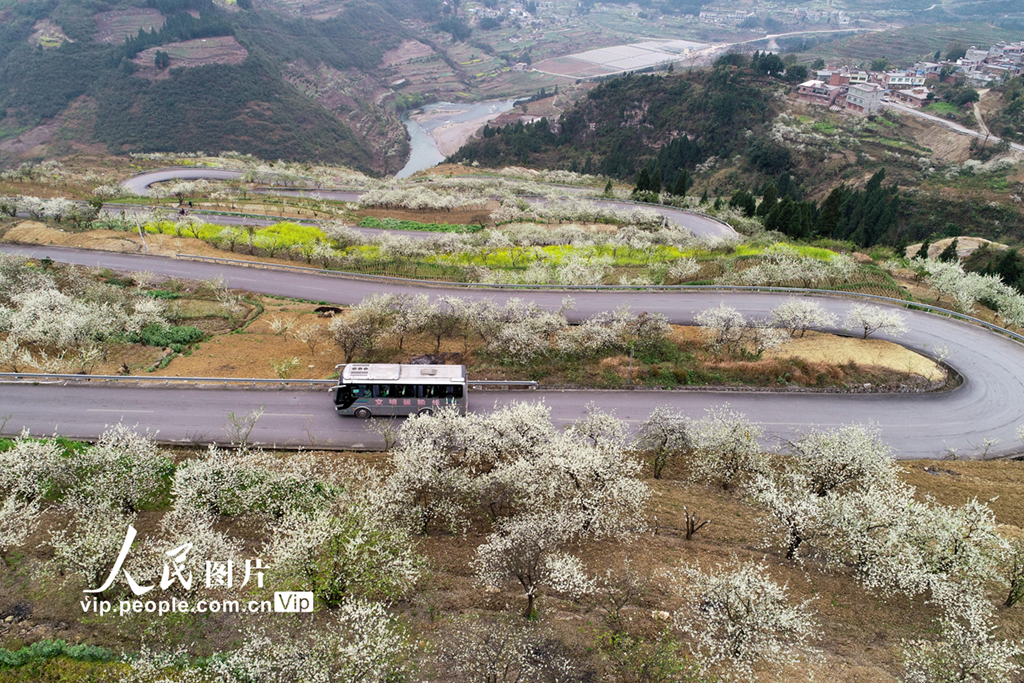 龙泉山桃花盛开，春意盎然美不胜收